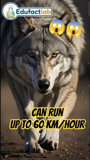 Wolves Can Run Up to 60 km/h — Seriously #animalfacts #facts #animals #wildlife