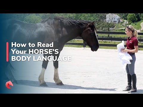 What is Your Horse Thinking? How to Read Horse Body Language