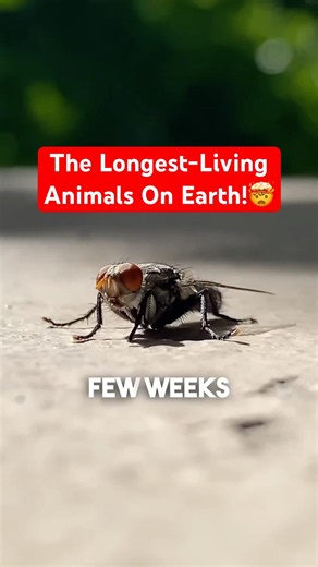 Which Animal Lives The Longest?