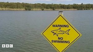 Sharks living in a lake on an Australian golf course