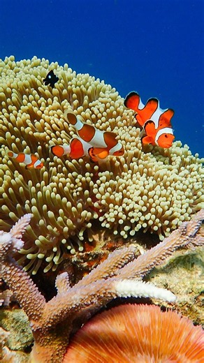 🐠 The Hidden Beauty of Coral Reefs Will Amaze You!! #CoralReef #Wildlife #YouTubeShorts #Shorts
