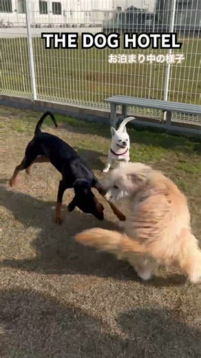 25/12/02 THE DOG HOTEL ライリーくん