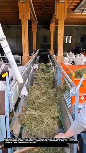 Automatic Hay Feeding Conveyor System for Livestock Barns | Smart Farm Technology.