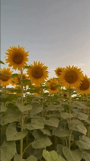 Why Do Sunflowers Follow the Sun?