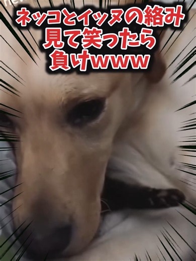 猫と犬の絡み見て笑ったら負けｗｗｗ #猫#犬#cat#dogs#ねこ#犬#可愛い#動物