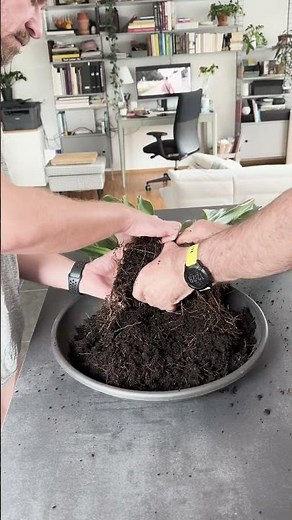 Bogenhanf umtopfen und vermehren Sansevieria #pflanzen