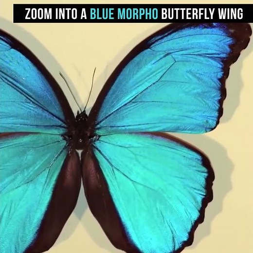 Zoom into a Blue Morpho Butterfly Wing