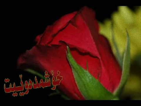 Taha haji - zhinm