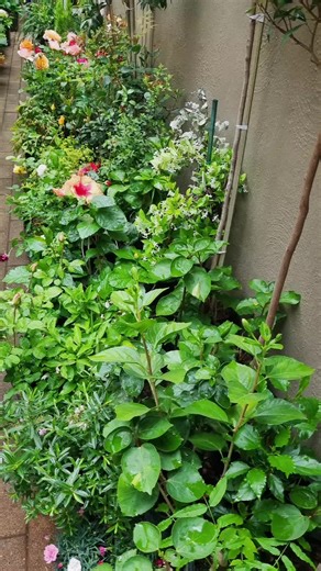 🌺SUMMERISE YOUR GARDEN🌹Add all shades of colour to your garden, with superb quality plants from Lenzanneplants.#plants #garden #summer #flowers