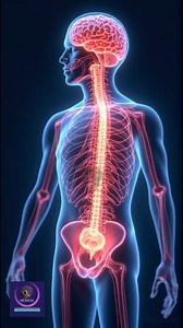 18K views · 197 reactions | Bladder Function Controlled by Brain | Neural Pathways & Urinary Control Explained. #BladderFunction #BrainControl #UrinarySystem #NeuralPathways #MedicalAnimation #HumanBodyExplained #NervousSystem #BladderHealth #BrainAndBody #MedicalEducation #UrinaryControl #NeurogenicBladder #HealthAnimation #BodyScience | Medical Animation Media | Facebook