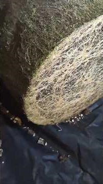 EP16: Roots examination, epic comparison of top and bottom part.