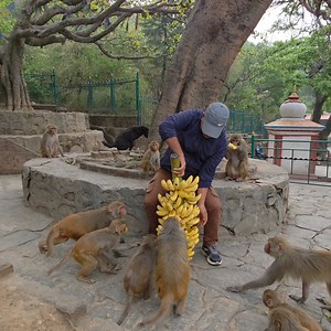 Heartwarming video of a monkey being lovingly fed | Feeding Animal - FAF