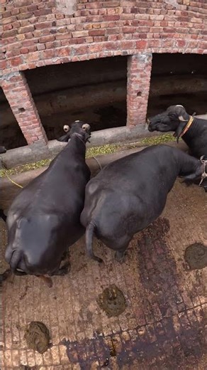 Beautiful Buffalo Farm Drone View | Village Life 2025 #animals #buffalofarm #animallife