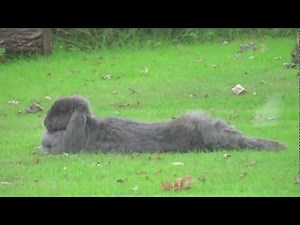 Wild Rabbit makes love with my Giant Blue Rabbit