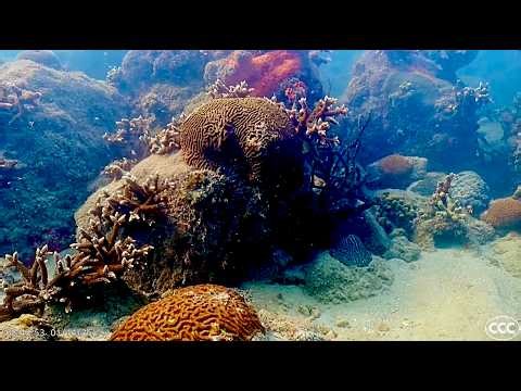 Coral City Camera | World Record Underwater Coral Growth Timelapse (1,000 Days) | 10fps