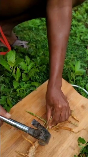 Guinea Hen Weed: The Ancient Herbal Powerhouse for Pain & Wellness 🌿 Did you know Guinea Hen Weed has been a trusted remedy for centuries? 💡 This powerful Jamaican herb is known for its pain-relieving, immune-boosting, and detoxifying properties! 💪🏽 Top Benefits of Guinea Hen Weed: ✔️ Relieves Muscle & Joint Pain 🦵🏽 ✔️ Clears Mucus & Sinuses 🤧 ✔️ Boosts the Immune System 🛡️ ✔️ Supports Detox & Cleansing 🚿 ✔️ Fights Inflammation & Infections 🔥 🔥 How to Use It: 🔸 Topical Application – 