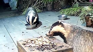 5.3K views · 1.8K reactions | Spring is definitely in the air. Little Nutmeg joined by Mrs Lumpy. Mrs Lumpy is an older mum (we think she’s about 10 now and too old for cubs) and Little Nutmeg who’s now 4 and a first time mum 說說❤️ If anyone would like to support us and our causes purchases and donations help in the online shop 說力❤️ https://www.mrlumpyandfriends.com/donate Www.mrlumpyandfriends.shop/shop  | Mr Lumpy & Friends. | Facebook