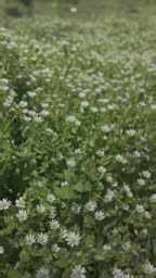 Panorama of dense thickets of white flowers of Chickweed, Stellaria...