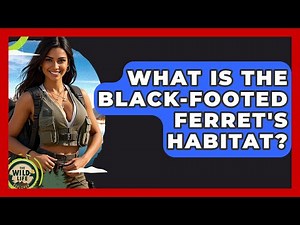 What Is The Black-footed Ferret's Habitat? - The Wild Life Explorer