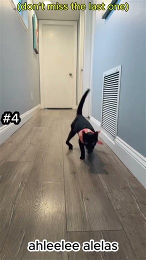 Top 12 FUNNIEST Cat Walks 😹👠