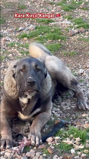 KANGAL KARA KIRÇIL ANAFOLU ÇOBAN HARİKASI KARABABA # #kangal #kangaldog #köpek #bigdog