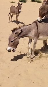 4.1K views | GG on Reels | Facebook