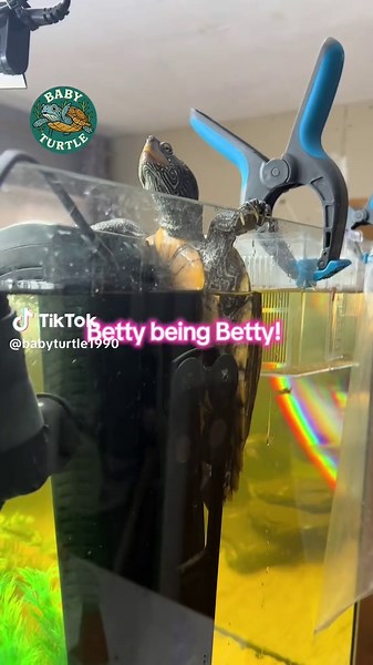 Baby Turtle on TikTok
