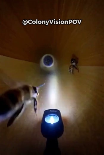 Bee POV Camera Mounted on a Bee Entering the Hive 🐝 #beepov #hive #wildlife #nature #science #anima