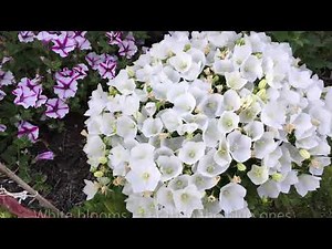 White Clip (Campanula Carpatica)/ Bell Flower - In Blooms - Late July, 2020