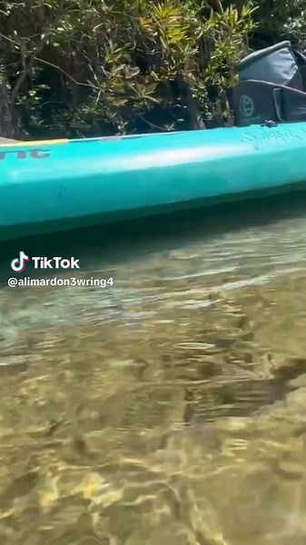 Exploring the Power of Sawdust and Its Uses