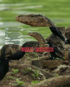 lizard swimming 🦭🥽🙀 ##wildliferescue #wildlife