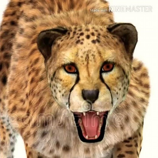 Cheetah Growl 🐆 🔊