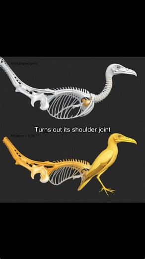 UV Light Reveals Hidden Dino-Bird Secrets in 150M‑Year Fossil