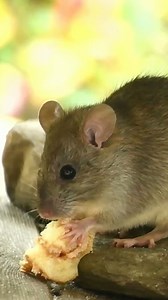  5 Incredible Rodent Facts You Didn’t Know!  | Secrets of the Tiny Giants  Get ready for 5 surprising rodent facts that will blow your mind! 勞 From their incredible skills to unexpected behaviors, these little creatures are full of secrets! ✨ Discover the wild world of rodents today!  #RodentFacts #AmazingRodents #WildlifeWonders #IncredibleCreatures #AnimalKingdom | Toppest | Facebook