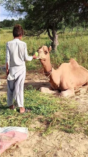camel case camel khana camel feeding #animals #video #viral