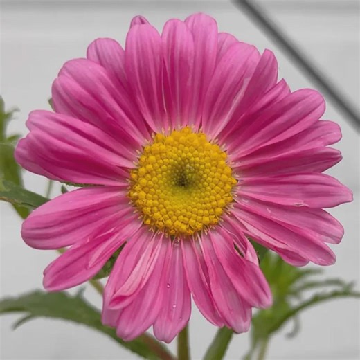 200 Pyrethrum Seeds | Dalmatian Daisy Perennial Flower | White Garden Daisy Companion Plant - Etsy