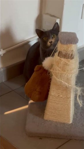 Why does my cat love playing hide-and-seek? #hide #animals #cat #catwatch