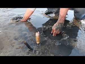 FORAGING food on a REMOTE Beach *SNAILS & RAZORS* Clams Catch Clean Cook