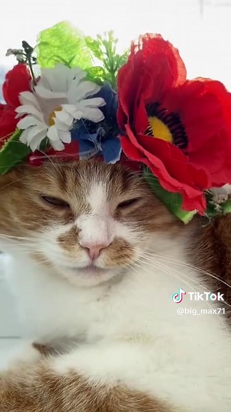 #україна #відео #краса #котики #❤️