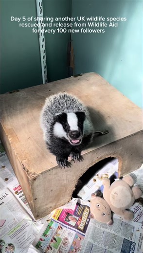 European Badger Release: A Heartwarming Wildlife Rescue