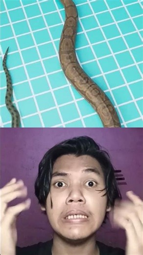 This anaconda is absolutely massive