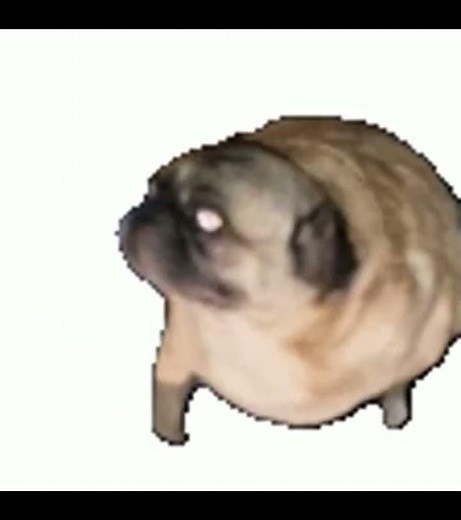dancing pug