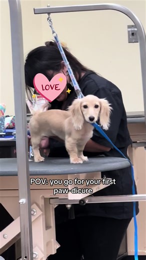 Paw-dicure: Your Dog's First Manicure Experience