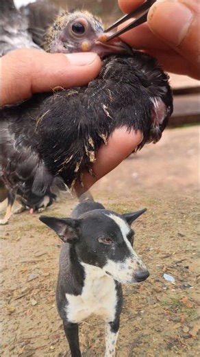 pox removal treatment