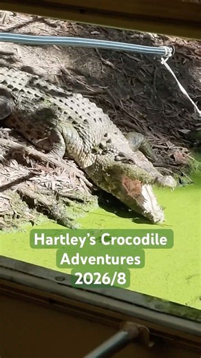Hartley’s Crocodile Adventures #cairns #australia #koala #travel