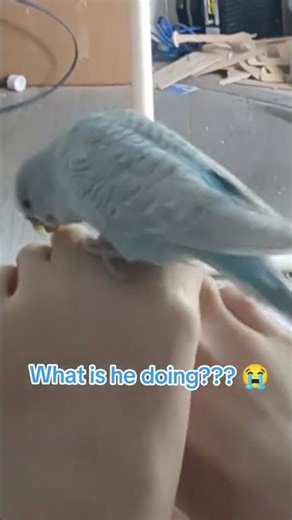 We got a birb with a foot fetish…
