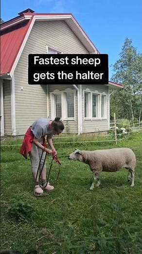 Halter train your sheep