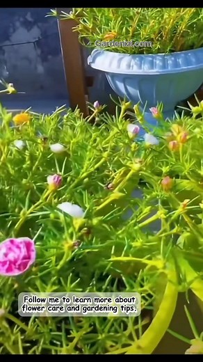 A gardening journey full of patience and joy – from the very first step until the garden bursts into bloom. The perfect way to connect with nature and find relaxation through flowers. 👉 Don’t forget to Like 👍 & follow for more gardening inspiration and creative ideas! #gardenizi #gardening #garden #gardeningtips #gardenlife #gardeninspiration #gardenideas #gardenlove #gardendesign #gardenersofinstagram #gardenersworld #garden_styles #gardenphotography #gardenlovers #gardenerslife #gardenart #g
