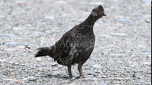 Close up of female dusky grouse in the Canadian Rocky Mountains, British Columbia