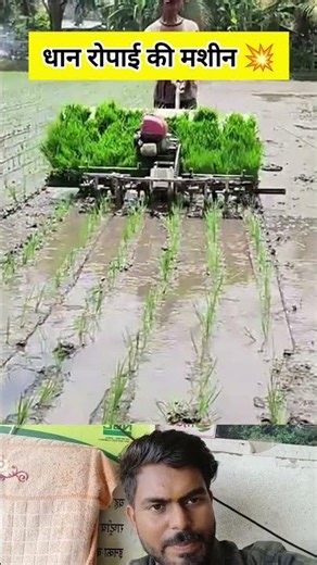 🚜 Paddy Transplanting Machine in Action | Fast & Smart Rice Farming 🌾 #shorts